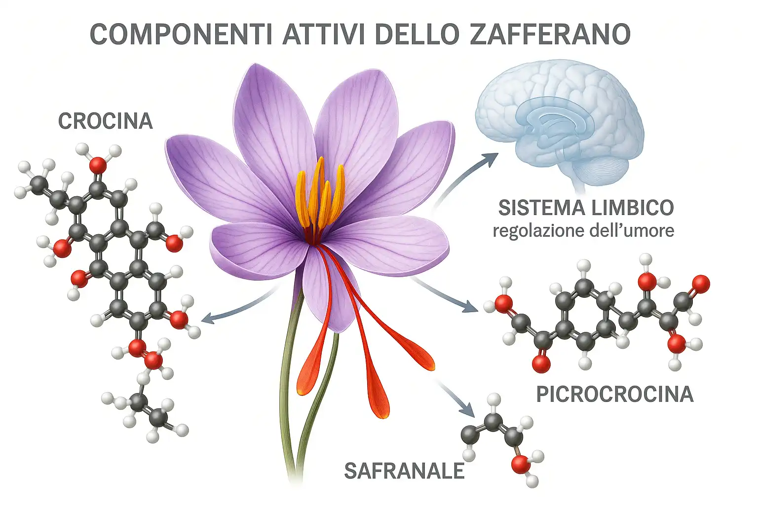 Fiore di zafferano con le molecole dei suoi principi attivi che si collegano a un cervello stilizzato.