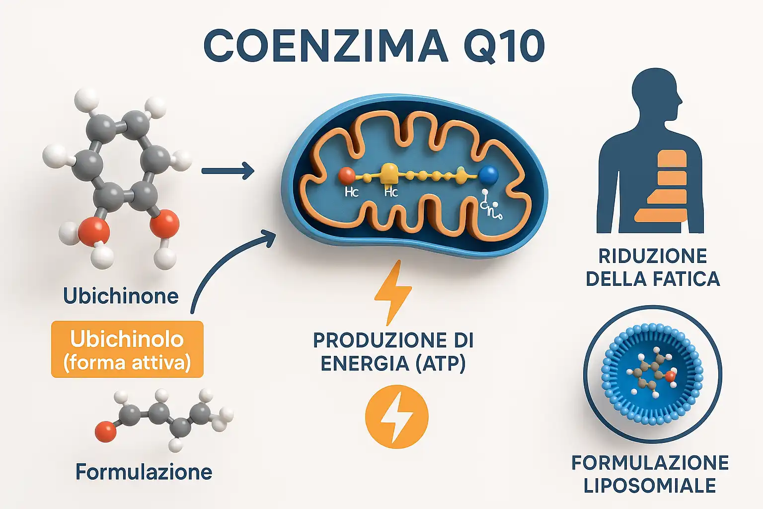 Infografica sugli effetti del Coenzima Q10: molecola, produzione di energia nel mitocondrio, riduzione della fatica e formula liposomiale.