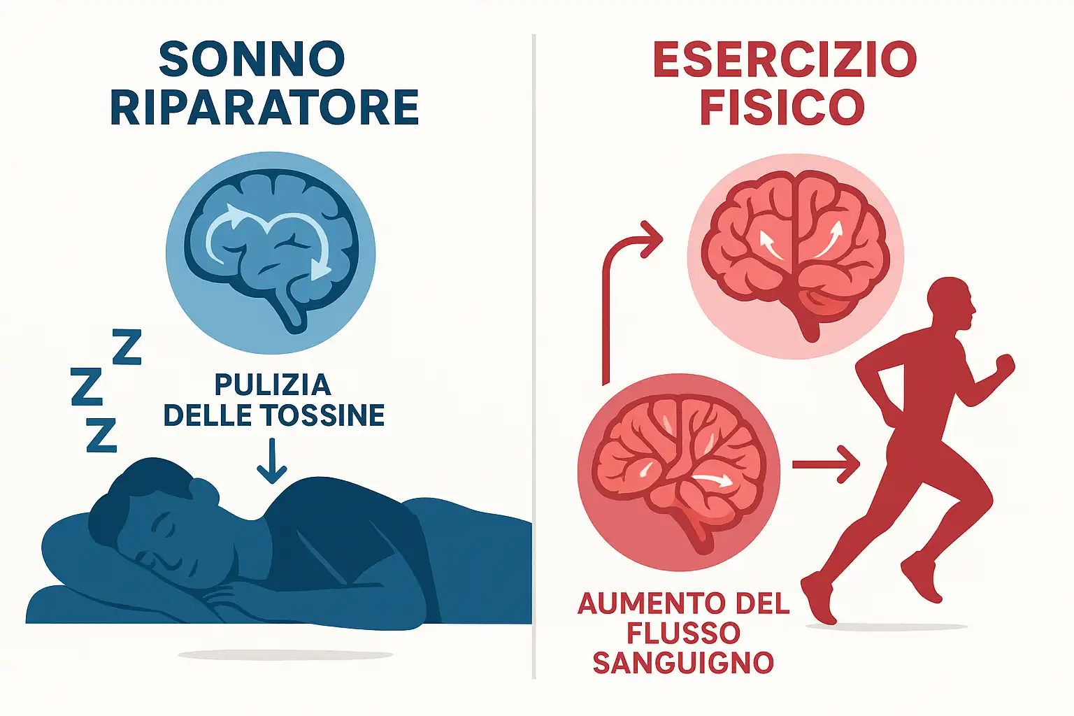 Infografica che mostra una persona che dorme con un cervello purificato e una che corre con un aumentato flusso sanguigno cerebrale.