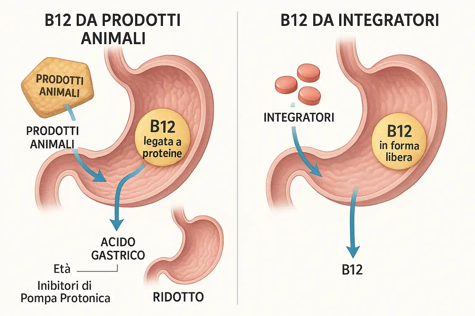 Schema medico dell'assorbimento della B12 da prodotti animali e
da integratori nello stomaco umano.