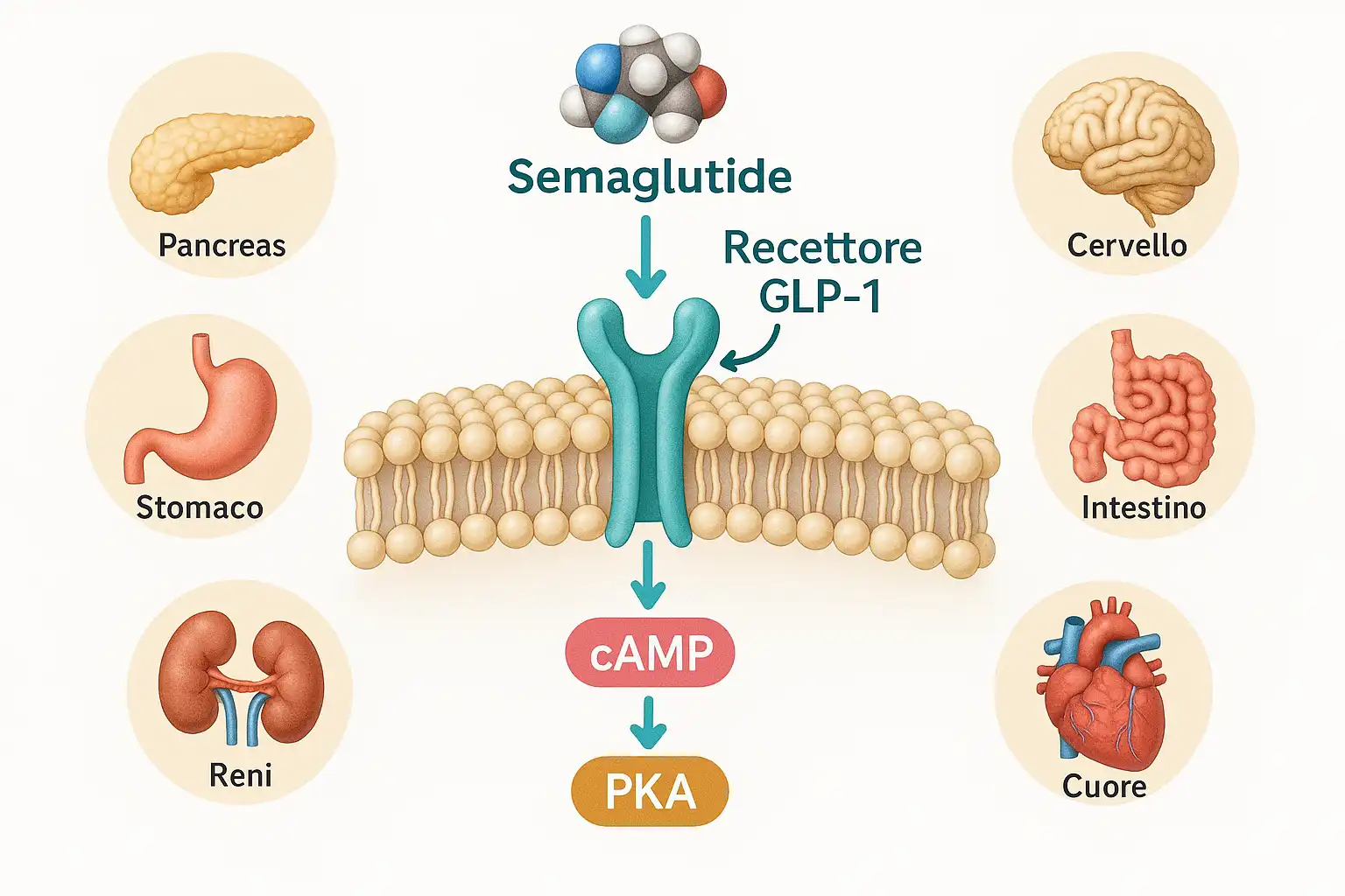 Molecola di Semaglutide legata al recettore GLP-1 su membrana cellulare, con icone degli organi coinvolti nel suo meccanismo di azione.